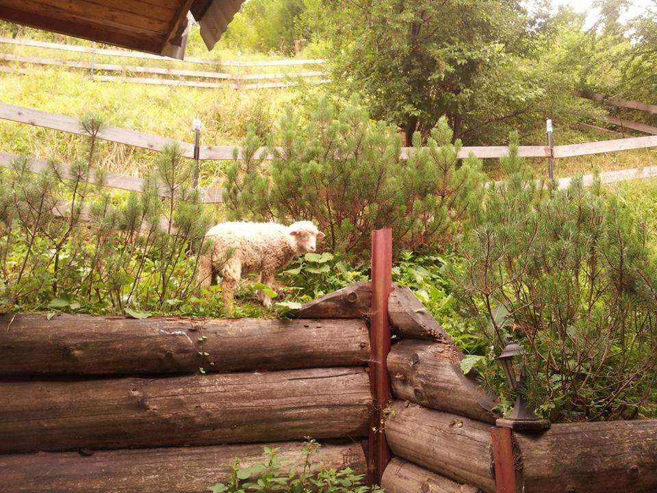 Domek Pod Zielonym Lasem Zakopane Esterno foto